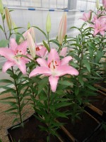 [4203 Marrero CT No01.JPG]